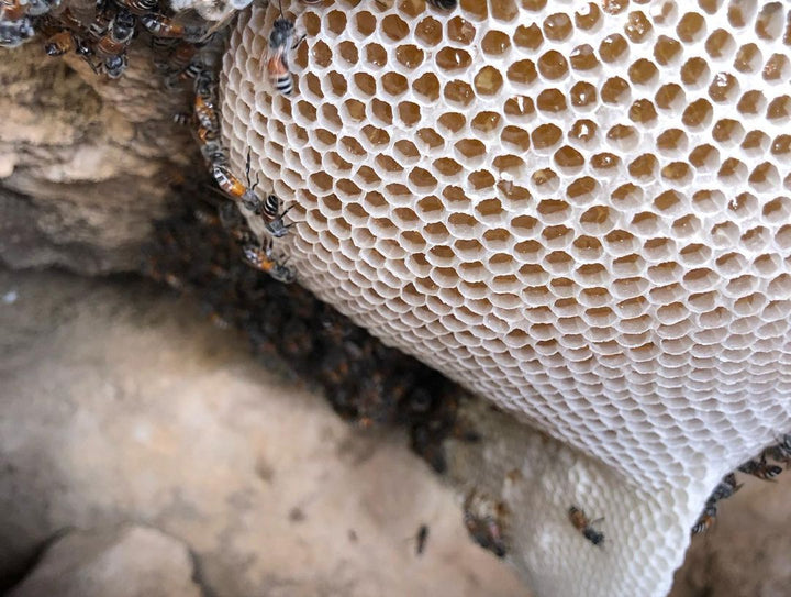 MAZO - der stärkste Honig der Welt!  Wabenhonig (Bienenwachs)