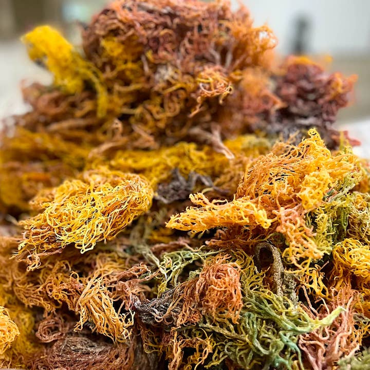 Sea Moss Golden, Mixed & Purple - Wildwuchs