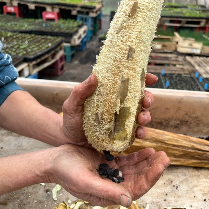 Luffa-Peelinghandschuh aus Syrien ohne Mikroplastik