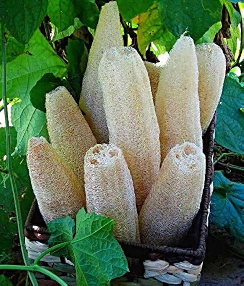 Luffa-Peelinghandschuh aus Syrien ohne Mikroplastik