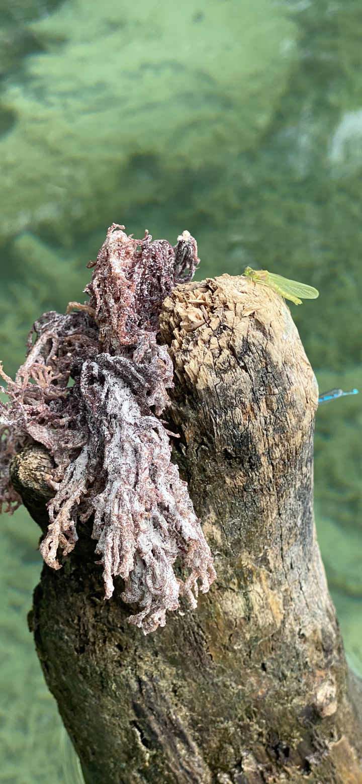 Sea Moss Golden & Purple - Wildwuchs