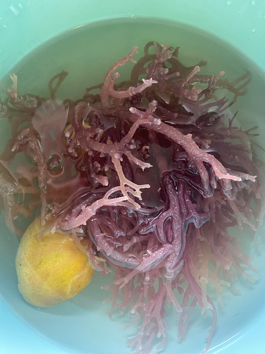 Sea Moss Golden & Purple - Wildwuchs