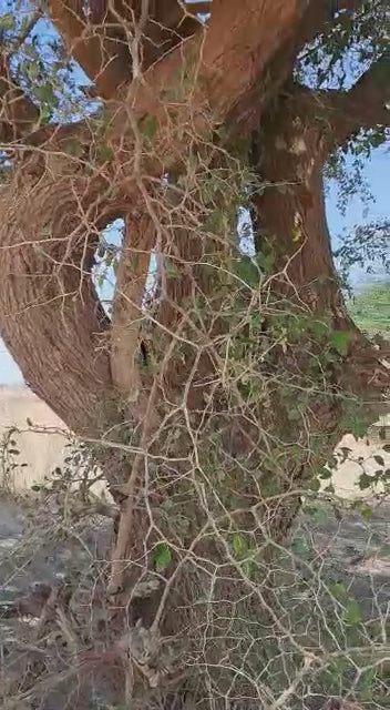 Sidr Blätter (Ziziphus) aus  Somalia & Marokko